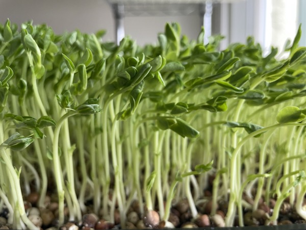 Pea Shoot Microgreens