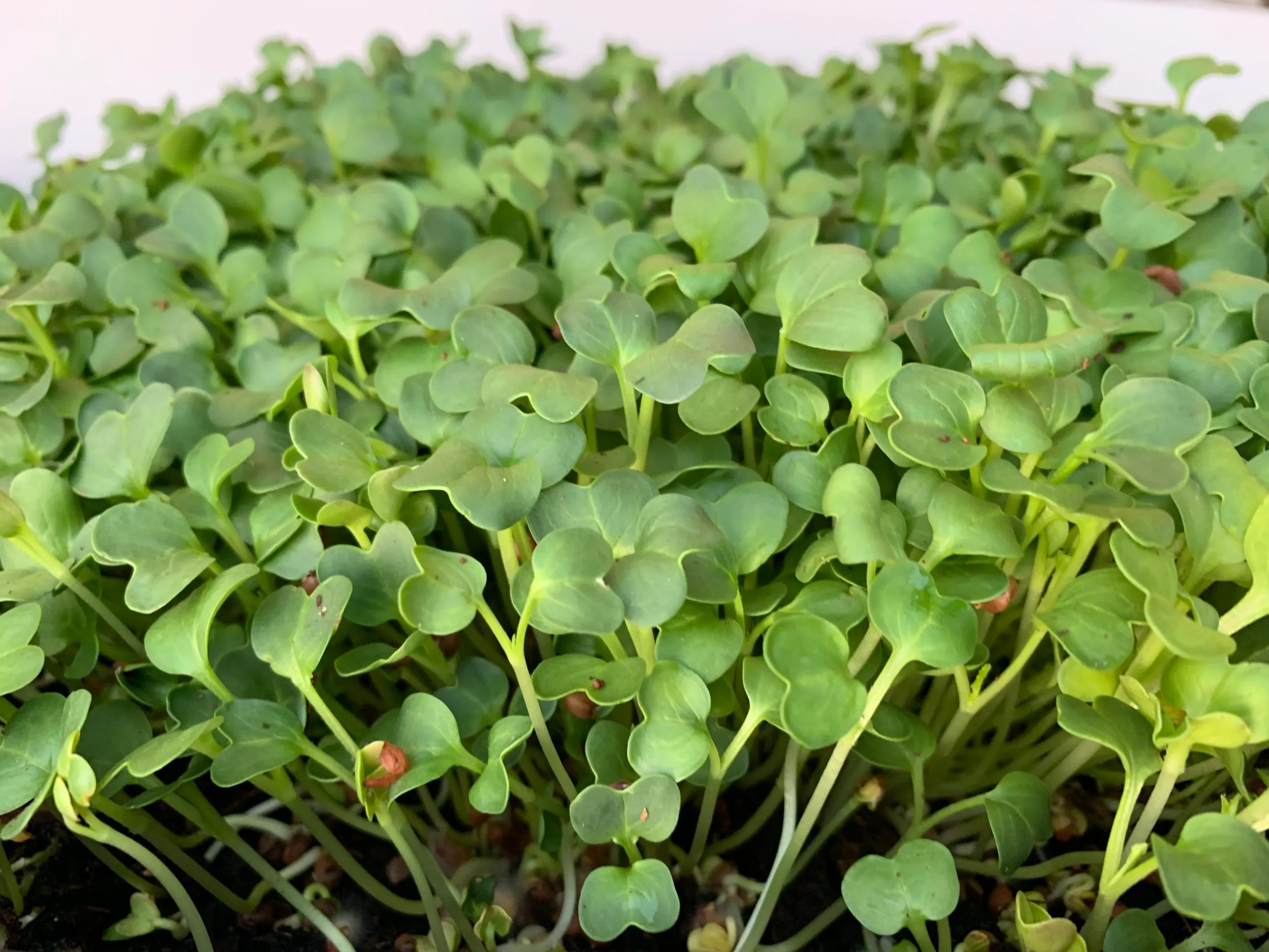Radish Microgreens